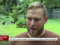 Zoo Zlín se letos podařilo odchovat čtyři mláďata jeřába laločnatého