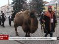 Tříkrálovou sbírku zahájil průvod s velbloudem