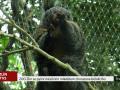 ZOO Zlín se pyšní měsíčním mládětem chvostana bělolícího