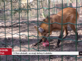 V Zoo Hodonín ukázali, co mají šelmy k obědu