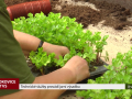 Technické služby provádí jarní výsadbu