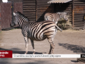 O návštěvu zoo byl v prvních dnech velký zájem