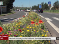 Ve městě rozkvetly lučními květinami původně zelené plochy