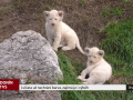 Lvíčata už nechrání barva, zajímá je i výběh