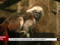 Zoo Hodonín má nové obyvatele - tamaríny sedlové