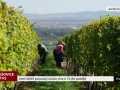 Letní deště posunuly úrodu vína o 14 dní později