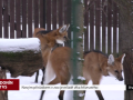 Novým přírůstkem v zoo je mládě vlka hřivnatého