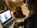Při on-line výuce zavedou žáky za orangutany i tygry