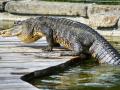Aligátorky vyrazily na letní prázdniny