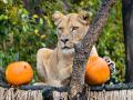Smutek ve zlínské zoo. Lvici Bonu se zachránit nepodařilo
