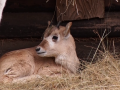 V hodonínské zoo přišel na svět adax núbijský