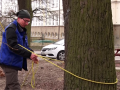 Arboristé pokračují v péči o stromy