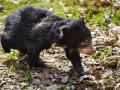 Zlínské zoo se podařilo podruhé odchovat mládě medvěda pyskatého. Medvídě už dovádí ve venkovním výběhu!