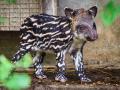 Čekání je u konce! Ve zlínské zoo se po 34 letech narodilo mládě tapíra jihoamerického