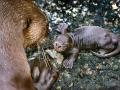 Zlínské zoo se znovu podařilo odchovat vydry obrovské! Trojice vydrýsků je zatím k vidění v tropické hale