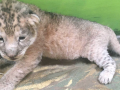 Hodonínská zoo bohužel přišla o mládě lva berberského. Samice měsíc po porodu ztratila mléko