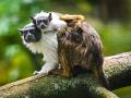 Ve zlínské zoo se narodilo mládě kriticky ohroženého tamarína pestrého. Jde o velký chovatelský úspěch