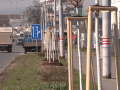Město Zlín obnovilo alej podél třídy Tomáše Bati