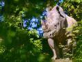 Zlínská zoo a její návštěvníci přispěli na ochranu ikonického nosorožce už více než 1 200 000 korun