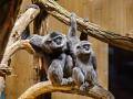 Vzácní primáti na dosah i jedinečná relaxační zóna. Zlínská zoo otevírá Giboniku