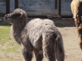 Nejnovějším přírůstkem v hodonínské zoo je mládě velblouda dvouhrbého