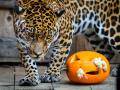 Zlínská zoo chystá speciální halloweenský program. Na své si přijdou i zvířata